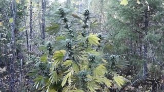 Outdoor Grow October 4 2012 Part 11  Harvest Time [upl. by Aggappora]