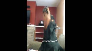 Doberman pinscher howling [upl. by Einaej973]