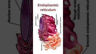 Endoplasmic reticulum smooth endoplasmic reticulum rough endoplasmic reticulum smoothER roughER [upl. by Nnyleimaj126]