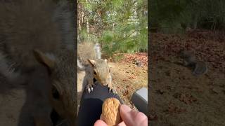 Aww the squirrely cuteness❤️🐿️ squirrelwhisperer melgsbackyardsquirreling [upl. by Zelten]