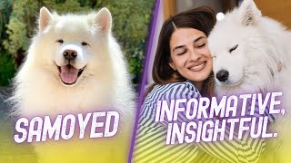 The History and Heritage of the Samoyed Breed Fascinating Facts and Insights [upl. by Noeled732]