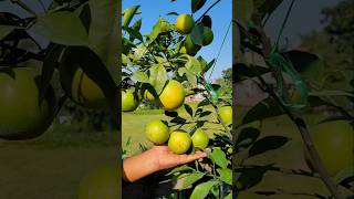 New malta variety GardenerFriend new shorts viralvideo [upl. by Fleurette407]