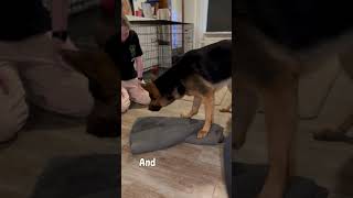 Unwind with the Towel Snuffle Game With My GSD Chill Pup Chronicles Part 3 🐾 [upl. by Enitsirhc196]