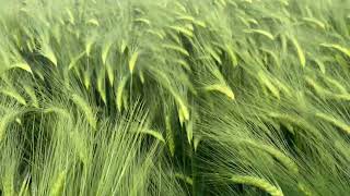 Common barley Hordeum vulgare  Free Footage for MOAH Members [upl. by Hassi782]