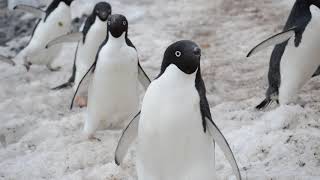 Adelie Penguins Walking [upl. by Nagol]