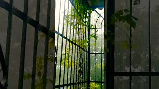 Lagi Aaj sawan ki phir wo jhadi haisadsong bollywoodsongsshortvideo [upl. by Araccat]