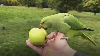 How to get covered in parakeets in London [upl. by Haliek]