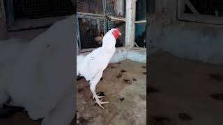 Mianwali fighter aseel murga shorts youtubeshorts viralvideo aseelfarming birds aseel murga [upl. by Kajdan867]