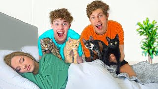 SURPRISING BESTFRIEND WITH KITTENS [upl. by Joyce]