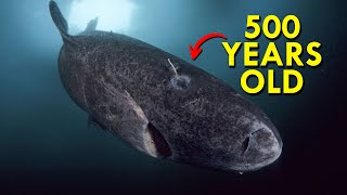 Greenland Shark The Shark That’s Twice As Old As America [upl. by Mihe]