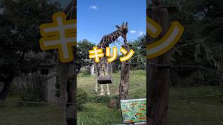 【天王寺動物園】キリンのランチ [upl. by Keithley]