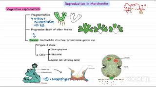 LEC ON MARCHANTIA BY AVISHEK LAUDARI [upl. by Bromleigh]