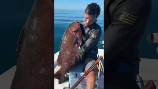 Nice Cubera snapper 40lbs spearfishing wildlife sick yeew yessirski [upl. by Penelopa]