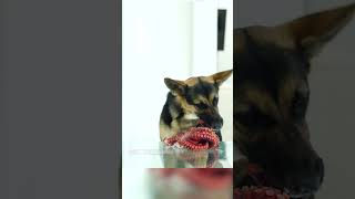 German Shepherd Eats Octopus ASMR shorts [upl. by Gilleod]