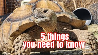 5 things you should know before owning a Sulcata Tortoise [upl. by Cully]