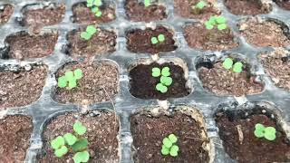 Arugula rocket leaves seed germination Rooftopandterracekitchengarden TerraceGardening [upl. by Mateo]