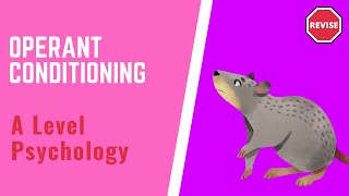 A Level Psychology  Operant Conditioning [upl. by Lunetta]