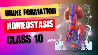 Process of urine formation  Pressure filtrate  Re absorption  tublar secretion  class 10 [upl. by Anires611]