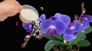 Restore orchid roots and leaves quickly with this kitchen watering trick [upl. by Refeinnej978]