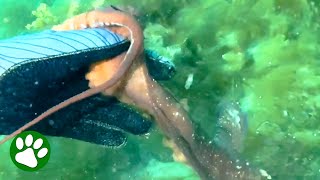 Octopus Grabs Divers Hand And Leads Her To Hidden Treasure [upl. by Avis237]