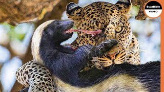 Honey Badger Shows The Leopard Whos The Boss [upl. by Naened]