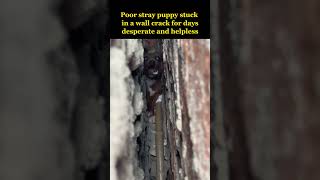 Poor stray puppy stuck in a wall crack for several days was murdered by the local😢 [upl. by Enyluqcaj]