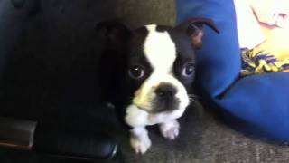 Boston Terrier pup barking at reflection [upl. by Castorina251]