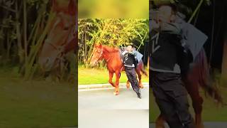 Horse riding skills animals horse cool riding skills [upl. by Koller]