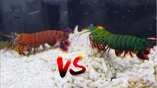 Giant Mantis Shrimp VS SuperRed Mantis Shrimp EPIC BATTLE [upl. by Silbahc771]