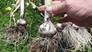 Harvesting my purple garlic [upl. by Margeaux242]