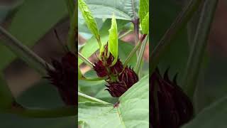 Update on my Roselle plant garden plants gardenplants gardening [upl. by Brigit]