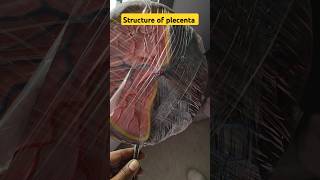 Structure of placenta youtubeshortsshortvideoviralvedio [upl. by Adnama]