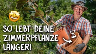 Zimmerpflanzen richtig umtopfen 🌱 Umtopfen in 5 einfachen Schritten [upl. by Drusus]