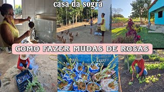 Café da tarde na casa da sogra  dia de podar às rosas e fazer mudas [upl. by Ahael116]