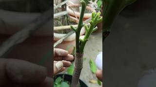 New way to propagate mango tree from grafting Sweet mango graftingshortmango [upl. by Jonna]