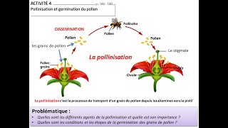 La pollinisation شرح مبسط بالدارجة Tronc commun science [upl. by Monda]