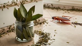 How to Get Rid of Cockroaches with Bay leaves [upl. by Rammus]