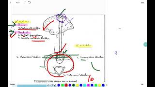 neurogenic bladder [upl. by Nerak]