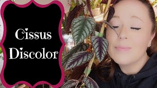 Cissus Discolor  A Complete Guide [upl. by Range408]