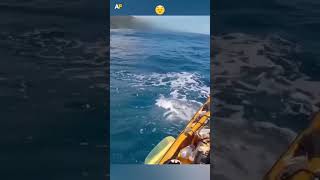 Tiger Shark Attacks Kayak [upl. by Arul]