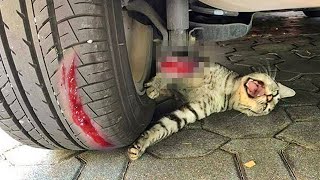 A cat threw herself under a car to save a kitten unaware that [upl. by Salena]