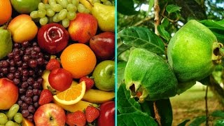 ARVORES FRUTÍFERAS PARA VASO  PARTE 6  ESSE LOCAL É O PARAÍSO PARA QUEM GOSTA DE PLANTAS [upl. by Lesnah672]