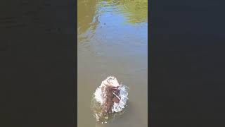 Que pancada que deu essa trairão do Rio Curuá Gigante meus amigos 😱 eduardomonteiro fishing [upl. by Ainnat219]