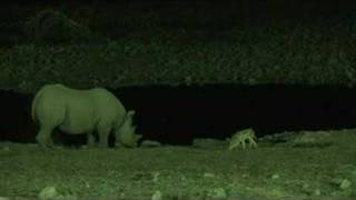 Etosha waterhole in the night Namibian anthem [upl. by Waring]