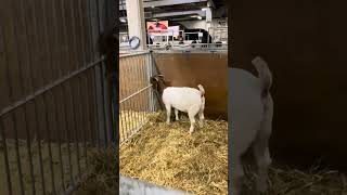 Toronto Fair Agricultural Show Series Quebec Boer Goat Feed Mill [upl. by Leiuqese]