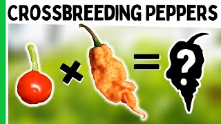 How To Crossbreed Peppers  Make A New Pepper Variety [upl. by Gunzburg]