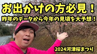 【2024河津桜まつり】120 見頃大予想しちゃいます！信じるか信じないかはあなた次第！河津櫻 [upl. by Neo552]