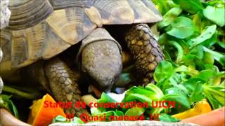 Testudo hermanni  Gmelin 1789  HD  tortue dhermann  Zoologique de Paris  052014 [upl. by Eerrehs]