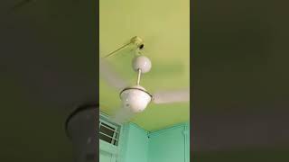 ceiling fan for falling down part 664 ElectroDemolish [upl. by Zashin229]