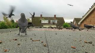 Starlings crows and rooks eating off my garage roof  23 October 2024 birds [upl. by Aivilys]